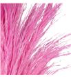 Cortaderia rosa claro 120 x8 tallos - CORROSCLA1