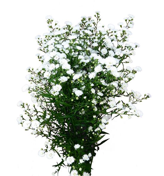 Aster white gypsy 85 - ASTWHIGYP