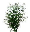 Aster white gypsy 85 - ASTWHIGYP