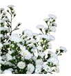 Aster white gypsy 85 - ASTWHIGYP1