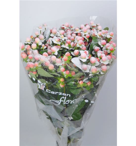 Hypericum rosa nieve x10 70 - HYPROSNIE