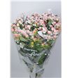 Hypericum rosa nieve x10 70 - HYPROSNIE