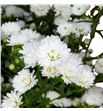 Aster white gypsy 85 - ASTWHIGYP2