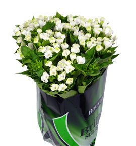 Bouvardia white sensation 40 - BOUROYWHI