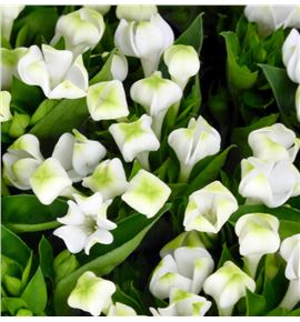 Bouvardia white sensation 40 - BOUROYWHI