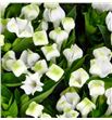 Bouvardia white sensation 40 - BOUROYWHI1