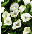 Bouvardia white sensation 40 - BOUROYWHI2