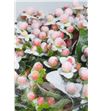 Hypericum rosa nieve x10 70 - HYPROSNIE1