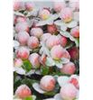 Hypericum rosa nieve x10 70 - HYPROSNIE2