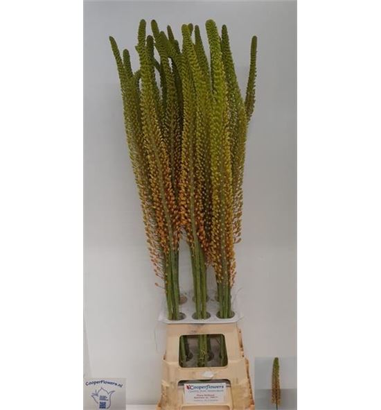 Eremurus pinokkio 120 - EREPIN