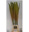 Eremurus pinokkio 120 - EREPIN