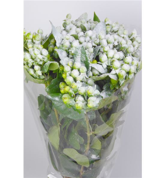 Hypericum verde nieve x25 60 - HYPVERNIE