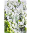 Hypericum verde nieve x25 60 - HYPVERNIE1