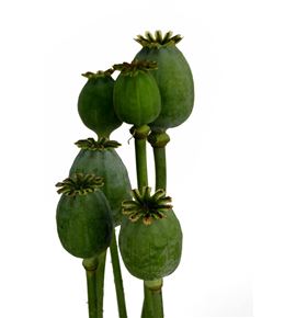 Papaver zaaddozen 65 - PAPSOM