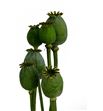 Papaver zaaddozen 65 - PAPSOM1