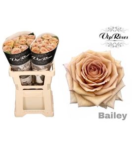 Rosa hol bailey 50 - RGRBAI