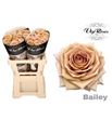 Rosa hol bailey 50 - RGRBAI