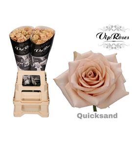 Rosa hol quicksand 70 - RGRQUI