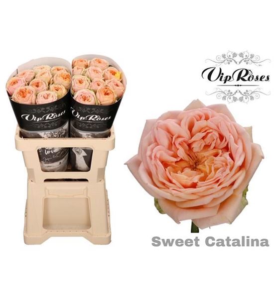 Rosa hol sweet catalina 60 - RGRSWECAT