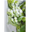 Hypericum verde nieve x25 60 - HYPVERNIE2