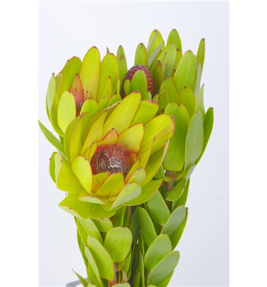 Leucadendro rosette 35 - LEUROS
