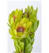 Leucadendro rosette 35 - LEUROS