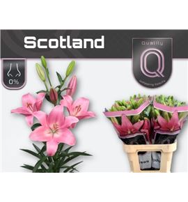 Lilium la hol scotland 90 - LAHSCO