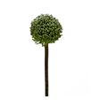 Allium summer dummer 100 - ALLSUMDUM
