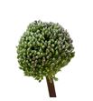 Allium summer dummer 100 - ALLSUMDUM1