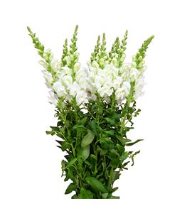Antirrino potomac ivory white 80 - ANTPOTIVOWHI