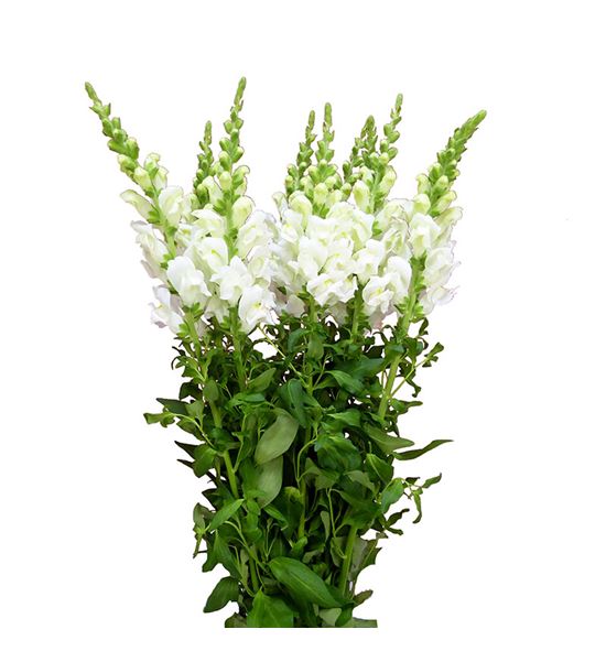 Antirrino potomac ivory white 80 - ANTPOTIVOWHI