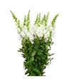 Antirrino potomac ivory white 80 - ANTPOTIVOWHI