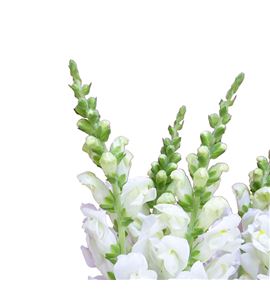 Antirrino potomac ivory white 80 - ANTPOTIVOWHI