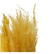 Cortaderia amarillo claro 120 - CORAMACLA1201