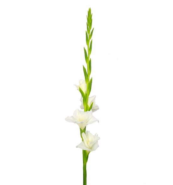 Gladiolo blanco - GLABLA