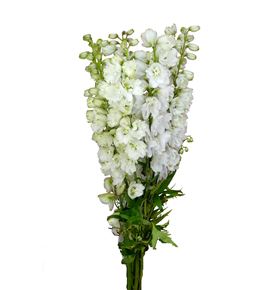 Delphinium guardian white 100 - DELGUAWHI