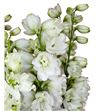 Delphinium guardian white 100 - DELGUAWHI1