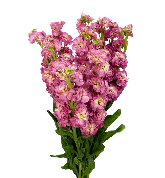 Matthiola antique rose 50 - MATANTROS