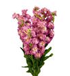 Matthiola antique rose 50 - MATANTROS