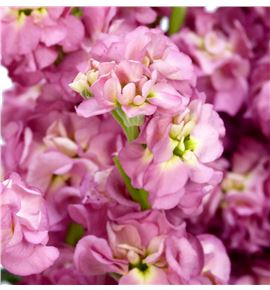 Matthiola antique rose 50 - MATANTROS Matthiola antique rose 50 - MATANTROS