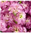 Matthiola antique rose 50 - MATANTROS1