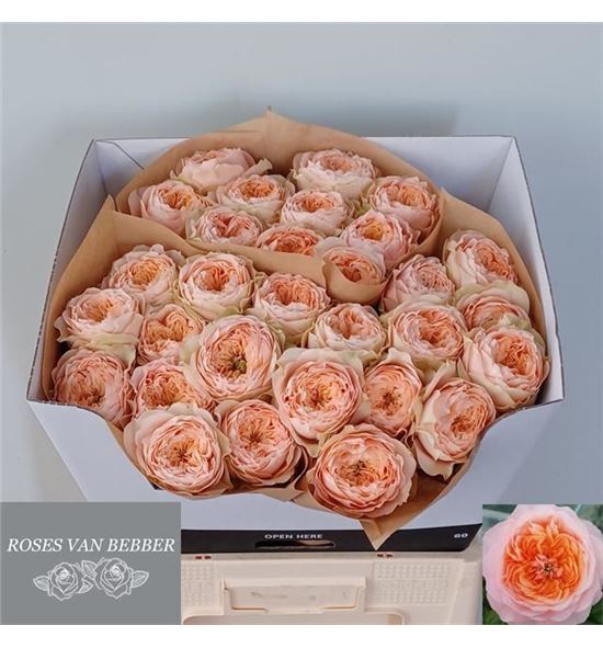 Rosa hol sweet harper 60 - RGRSWEHARP