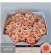 Rosa hol sweet harper 60 - RGRSWEHARP