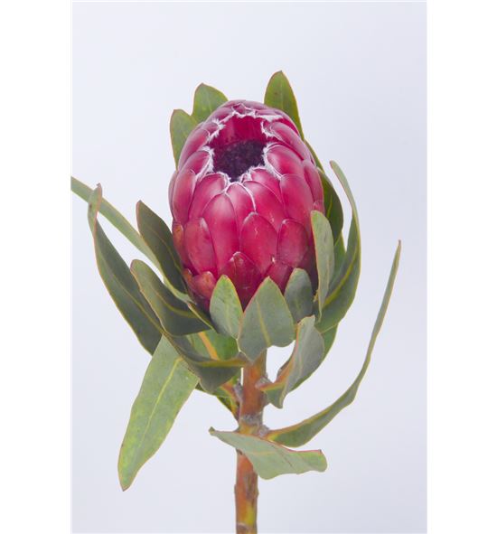 Protea red sensation 35 - PROREDSEN