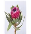 Protea red sensation 35 - PROREDSEN