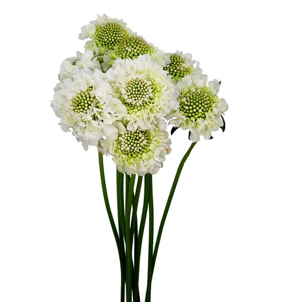 Scabiosa scoop white 60 - SCABLA