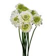 Scabiosa scoop white 60 - SCABLA