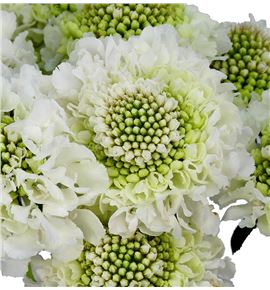 Scabiosa scoop white 60 - SCABLA