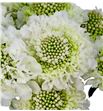 Scabiosa scoop white 60 - SCABLA1