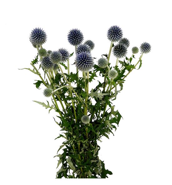 Echinops ritro azul 100 - ECHRITAZU